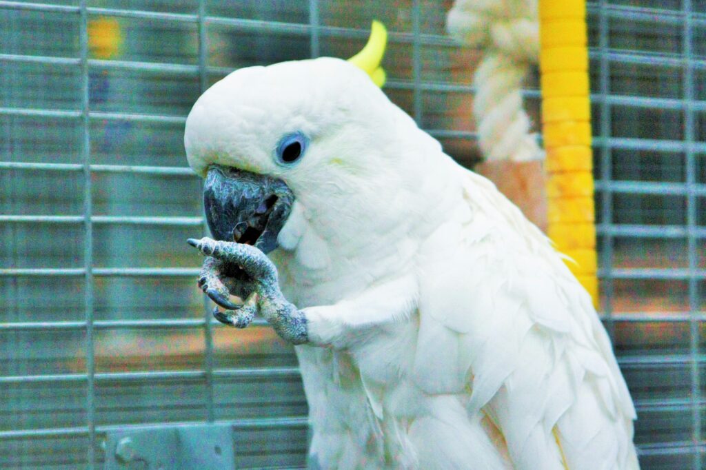 nally's papegaaienopvang parkiet kaketoe papegaaienasiel wegmet kinderen uitstapjes met kids wattedoen originele uistapjes met dieren dierenuitstapjes (2)
