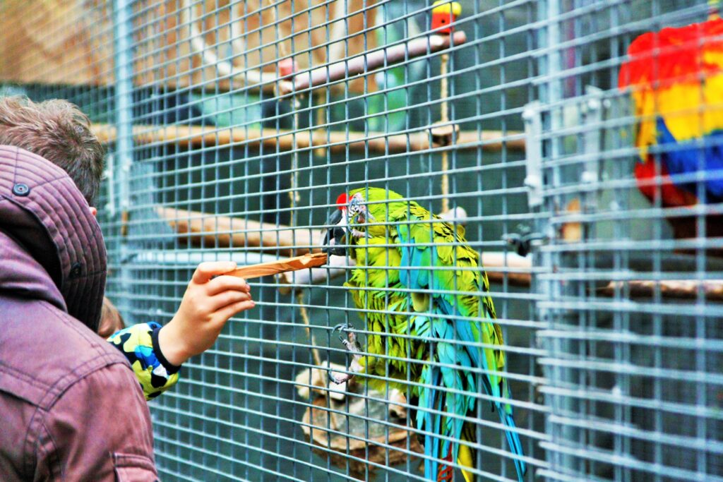 nally's papegaaienopvang parkiet kaketoe papegaaienasiel wegmet kinderen uitstapjes met kids wattedoen originele uistapjes met dieren dierenuitstapjes (2)